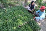 Petugas penyuluh Lapangan (PPL), Yayuk Anisha (kiri) berbincang dengan petani saat menyemai tanaman cabai di Desa Paron, Kediri, Jawa Timur, Rabu (16/10/2019). PPL daerah setempat mengimbau petani memulai menanam cabai yang diharapkan akan memasuki masa panen menjelang Natal dan tahun baru saat harga jual cabai diperkirakan tinggi. Antara Jatim/Prasetia Fauzani/zk.