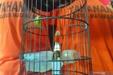Curi burung jawara kontes kicau, dua pemuda Lingsar ditangkap polisi