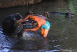 Peternak memandikan puluhan kerbau miliknya secara bersamaan di sebuah sungai di kawasan hutan jati desa Bulakpepe, Widodaren, Ngawi, Jawa Timur, Jumat (18/10/2019). Desa yang dikenal dengan Kampung Kerbau tersebut mayoritas warganya memelihara kerbau hingga puluhan ekor sebagai tradisi turun temurun, sehingga rutinitas menggembala serta memandikan ratusan kerbau setiap sore menjadi atraksi unik bagi wisatawan yang berkunjung kesana. Antara Jatim/Ari Bowo Sucipto/zk