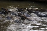 Peternak memandikan puluhan kerbau miliknya secara bersamaan di sebuah sungai di kawasan hutan jati desa Bulakpepe, Widodaren, Ngawi, Jawa Timur, Jumat (18/10/2019). Desa yang dikenal dengan Kampung Kerbau tersebut mayoritas warganya memelihara kerbau hingga puluhan ekor sebagai tradisi turun temurun, sehingga rutinitas menggembala serta memandikan ratusan kerbau setiap sore menjadi atraksi unik bagi wisatawan yang berkunjung kesana. Antara Jatim/Ari Bowo Sucipto/zk