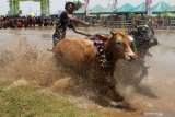 Peserta memacu sapi pada Karapan Sapi Brujul di Lapangan Wonoasih, Probolinggo, Jawa Timur, Sabtu (19/10/2019). Karapan sapi brujul yang diikuti 50 peserta dari berbagai daerah  dan ditetapkan sebagai warisan kebudayaan tak benda asli daerah setempat oleh Kementrian Pendidikan dan Kebudayaan (Kemendikbud RI) pada Agustus 2019 tersebut merupakan rangkaian dari kegiatan Seminggu di Probolinggo (Semipro). Antara Jatim/Umarul Faruq/zk