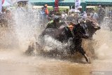 Peserta memacu sapi pada Karapan Sapi Brujul di Lapangan Wonoasih, Probolinggo, Jawa Timur, Sabtu (19/10/2019). Karapan sapi brujul yang diikuti 50 peserta dari berbagai daerah  dan ditetapkan sebagai warisan kebudayaan tak benda asli daerah setempat oleh Kementrian Pendidikan dan Kebudayaan (Kemendikbud RI) pada Agustus 2019 tersebut merupakan rangkaian dari kegiatan Seminggu di Probolinggo (Semipro). Antara Jatim/Umarul Faruq/zk