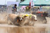 Peserta memacu sapi pada Karapan Sapi Brujul di Lapangan Wonoasih, Probolinggo, Jawa Timur, Sabtu (19/10/2019). Karapan sapi brujul yang diikuti 50 peserta dari berbagai daerah  dan ditetapkan sebagai warisan kebudayaan tak benda asli daerah setempat oleh Kementrian Pendidikan dan Kebudayaan (Kemendikbud RI) pada Agustus 2019 tersebut merupakan rangkaian dari kegiatan Seminggu di Probolinggo (Semipro). Antara Jatim/Umarul Faruq/zk