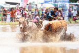 Lomba Karapan Sapi Brujul diharapkan dukung pariwisata Kota Probolinggo