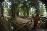 Wisatawan mengunjungi Hutan Bambu di Desa Sumbermujur, Candipuro, Lumajang, Jawa Timur, Minggu (20/10/2019). Hutan Bambu Sumbermujur merupakan desa wisata seluas 14 hektar yang menonjolkan 18 jenis bambu, kolam renang, sumber mata air, dan wisata edukasi pertanian serta konservasi alam. Antara Jatim/Seno/zk