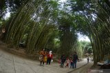 Wisatawan mengunjungi Hutan Bambu di Desa Sumbermujur, Candipuro, Lumajang, Jawa Timur, Minggu (20/10/2019). Hutan Bambu Sumbermujur merupakan desa wisata seluas 14 hektar yang menonjolkan 18 jenis bambu, kolam renang, sumber mata air, dan wisata edukasi pertanian serta konservasi alam. Antara Jatim/Seno/zk
