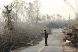 Warga melihat pohon yang tumbang dan terbakar menutupi jalan ke Paltuding, Gunung Ijen, Banyuwangi, Jawa Timur, Senin (21/10/2019). Balai Besar Konservasi Sumber Daya Alam (BBKSDA) Jawa Timur resmi menutup jalur pendakian Gunung Ijen karena Kebakaran yang terjadi sejak sabtu (19/10) di kawasan Taman Wisata Alam Ijen masih terjadi hingga saat ini. Antara Jatim/Budi Candra Setya/zk.