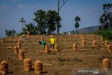 Petani memanen kentang di Kertasari, Kabupaten Bandung, Jawa Barat, Senin (21/10/2019). Direktorat Jenderal Hortikultura Kementerian Pertanian menargetkan swasembada kentang industri akan tercapai pada 2020, saat ini, Indonesia sudah swasembada untuk kentang sayuran, sedangkan untuk kentang industri sebagian besar masih dipenuhi dari impor. ANTARA JABAR/Raisan Al Farisi/agr