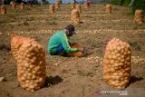 Petani memanen kentang di Kertasari, Kabupaten Bandung, Jawa Barat, Senin (21/10/2019). Direktorat Jenderal Hortikultura Kementerian Pertanian menargetkan swasembada kentang industri akan tercapai pada 2020, saat ini, Indonesia sudah swasembada untuk kentang sayuran, sedangkan untuk kentang industri sebagian besar masih dipenuhi dari impor. ANTARA JABAR/Raisan Al Farisi/agr