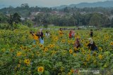 Wisatawan berswafoto di perkebunan bunga matahari Taman Wisata Karang Resik, Kota Tasikmalaya, Jawa Barat, Senin (21/10/2019). Pemilik taman bunga mengaku, taman bunga matahari dengan luas lahan dua hektar untuk bahan baku pupuk organik tersebut banyak dikunjungi wisatawan dari berbagai daerah setelah sempat viral di media sosial, bahkan dalam sehari kunjungan wisatawan untuk swafoto diperkebunan tersebut bisa mencapai 500 pengunjung. ANTARA JABAR/Adeng Bustomi/agr