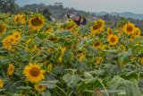 Wisatawan berswafoto di perkebunan bunga matahari Taman Wisata Karang Resik, Kota Tasikmalaya, Jawa Barat, Senin (21/10/2019). Pemilik taman bunga mengaku, taman bunga matahari dengan luas lahan dua hektar untuk bahan baku pupuk organik tersebut banyak dikunjungi wisatawan dari berbagai daerah setelah sempat viral di media sosial, bahkan dalam sehari kunjungan wisatawan untuk swafoto diperkebunan tersebut bisa mencapai 500 pengunjung. ANTARA JABAR/Adeng Bustomi/agr