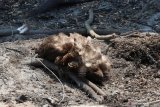 Seekor burung mati di Paltuding Gunung Ijen, Banyuwangi, Jawa Timur, Selasa (22/10/2019). Burung tersebut mati karena dampak kebakaran yang melanda kawasan Taman Wisata Alam Kawah Ijen. Antara Jatim/Budi Candra Setya/zk.