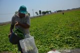 Sodikin (60) memanen buah krai (sejenis timun) di lahan pertanian Desa Jombatan, Kecamatan Kesamben, Kabupaten Jombang, Jawa Timur, Selasa (22/10/2019). Menurut petani setempat, tanaman buah krai bisa dipanen hingga 20 kali, sekali petik mereka bisa memanen 4 kuintal dan selanjutnya dijual ke tengkulak dengan harga Rp1.500 per kilogramnya. Antara Jatim/Syaiful Arif/zk.