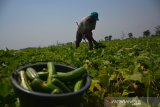 Sodikin (60) memanen buah krai (sejenis timun) di lahan pertanian Desa Jombatan, Kecamatan Kesamben, Kabupaten Jombang, Jawa Timur, Selasa (22/10/2019). Menurut petani setempat, tanaman buah krai bisa dipanen hingga 20 kali, sekali petik mereka bisa memanen 4 kuintal dan selanjutnya dijual ke tengkulak dengan harga Rp1.500 per kilogramnya. Antara Jatim/Syaiful Arif/zk.