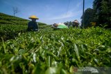 Petani memanen teh di kebun PTPN VIII Ciater, Kabupaten Subang, Jawa Barat, Selasa (22/10/2019). Ketua Umum Dewan Teh Indonesia Suharyo Husen memprediksi realisasi serapan teh dalam negeri pada 2019 meningkat hingga 3 persen dari tahun sebelumnya yang mencapai 70.000 ton teh. ANTARA FOTO/Raisan Al Farisi/agr