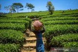 Petani memanen teh di kebun PTPN VIII Ciater, Kabupaten Subang, Jawa Barat, Selasa (22/10/2019). Ketua Umum Dewan Teh Indonesia Suharyo Husen memprediksi realisasi serapan teh dalam negeri pada 2019 meningkat hingga 3 persen dari tahun sebelumnya yang mencapai 70.000 ton teh. ANTARA FOTO/Raisan Al Farisi/agr