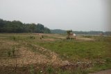 Areal sawah di Desa Sarang Burung Kecamatan Muarojambi Provinsi Jambi kering kerontang akibat kemarau melanda daerah itu. Belum ada upaya pompanisasi di kawasan itu kendati lokasinya dekat dengan aliran Sungai Batanghari. (Foto Syarif Abdullah/Antara)