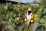 Petani memanen buah melon jenis canary di Dasa Penaguan, Pamekasan, Jawa Timur, Rabu (23/10/2019). Dalam sebulan terakhir harga melon dengan segmen pasar menengah ke atas itu naik dari Rp9.000 menjadi Rp12.500 per kg karena minimnya pasokan. Antara Jatim/Saiful Bahri/zk