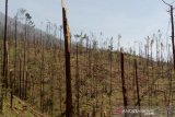 Ribuan pohon pinus Gunung Merbabu tumbang  tekena terpaan angin kencang