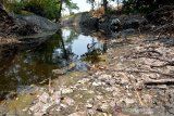 Kusnan (60) mencoba mencium air sungai yang diduga tercemar limbah pabrik di Dusun Gongseng, Desa Pojokrejo, Kecamatan Kesamben, Kabupaten Jombang, Jawa Timur, Kamis (24/10/2019). Air sungai berubah warna dan mengelurkan bau yang menyengat tersebut diduga tercemar limbah pabrik kertas. Antara Jatim/Syaiful Arif/zk