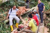 Tim gabungan kepung penebang hutan di Cagar Alam Maninjau, empat orang tersangka