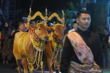 Sepasang sapi sonok (sapi hias) diarak saat pagelaran 'Madura Eksotik Carnival' di Taman Mandhapa Aghung  Ronggosukowati, Pamekasan, Jawa Timur, Jumat (25/10/2019). Kegiatan untuk memperkenalkan seni budaya Madura dan dalam rangka memeriahkan hari jadi ke 489 kabupaten Pamekasan itu, juga dihadiri Duta Besar Indonesia untuk negara Tanzania, Ratlan Pardede.  Antara Jatim/Saiful Bahri/zk.