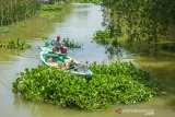 Warga membersihkan tanaman eceng gondok yang memenuhi perairan irigasi di Kampung Neglasari, Sedari, Karawang, Jawa Barat, Kamis (24/10/2019). Pembersihan eceng gondok tersebut untuk mengatasi sumbatan air ke arah persawahan dan tambak serta sebagai upaya pencegahan banjir dan terjadinya pendangkalan akibat pertumbuhan eceng gondok yang tak terkendali. ANTARA JABAR/M Ibnu Chazar/agr
