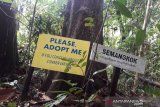 Sebatang pohon berukuran besar jenis atau bernama Semangkok (Scaphium Macropodum) di Kawasan Hutan Bukit Bengkirai, Kecamatan Samboja, Kabupaten Kutai Kartanegara menanti 