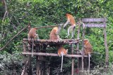 Sejumlah Bekantan (Nasalis larvatus) melahap makanan yang diberikan petugas di Stasiun Penelitian Bekantan Pulau Curiak milik Yayasan Sahabat Bekantan Indonesia di Kabupaten Barito Kuala, Kalimantan Selatan, Sabtu (26/10/2019). Satwa endemik Kalimantan itu termasuk salah satu spesies yang keberadannya terancam punah di mana berdasarkan data Yayasan Sahabat Bekantan Indonesia (SBI), populasi Bekantan di Kalimantan Selatan diperkirakan tersisa 2500 ekor. Foto Antaranews Kalsel/Bayu Pratama S.