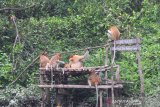 Sejumlah Bekantan (Nasalis larvatus) melahap makanan yang diberikan petugas di Stasiun Penelitian Bekantan Pulau Curiak milik Yayasan Sahabat Bekantan Indonesia di Kabupaten Barito Kuala, Kalimantan Selatan, Sabtu (26/10/2019). Satwa endemik Kalimantan itu termasuk salah satu spesies yang keberadannya terancam punah di mana berdasarkan data Yayasan Sahabat Bekantan Indonesia (SBI), populasi Bekantan di Kalimantan Selatan diperkirakan tersisa 2500 ekor. Foto Antaranews Kalsel/Bayu Pratama S.