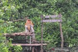 Seekor bekantan (Nasalis Larvatus) di Stasiun Penelitian Bekantan Pulau Curiak milik yayasan Sahabat Bekantan Indonesia di Kabupaten Barito Kuala, Kalimantan Selatan, Sabtu (26/10/2019). Satwa endemik Kalimantan itu termasuk salah satu spesies yang keberadannya terancam punah di mana berdasarkan data Yayasan Sahabat Bekantan Indonesia (SBI), populasi Bekantan di Kalimantan Selatan diperkirakan tersisa 2500 ekor. Foto Antaranews Kalsel/Bayu Pratama S.