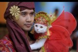 Peserta menunjukkan kucing peliharaannya saat kontes kostum kucing bertema busana khas Bali di kawasan Kuta, Badung, Bali, Sabtu (26/10/2019). Kontes tersebut diselenggarakan untuk mengajak masyarakat untuk lebih mencintai binatang sekaligus sebagai ajang meningkatkan kreativitas para pemilik kucing. ANTARA FOTO/Fikri Yusuf/nym.