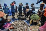 Nelayan tradisonal memilah hasil tangkapan ikan menggunakan tambang jaring 'ered' di pesisir Pantai Timur, Kabupaten Pangandaran, Jawa Barat, Minggu (27/10/2019). Dalam sehari nelayan memasang jaring  hingga tujuh kali dan hasil tangkapan ikan melimpah dengan jenis ikan Kuwer sebanyak dua kuintal per jaring yang dijual dengan harga Rp 25.000 per kilogram. ANTARA JABAR/Adeng Bustomi/agr