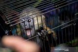 Seekor Lutung Jawa (Trachypithecus auratus) dihadirkan saat gelar perkara tindak pidana kasus perdagangan satwa dilindungi di Polda Jabar, Bandung, Jawa Barat, Senin (28/10/2019). Polda Jabar bekerja sama dengan BKSDA berhasil menyelamatkan enam ekor lutung jawa, dua ekor surili (Presbytis), satu ekor owa jawa (Hylobates moloch), dan satu ekor monyet ekor panjang (Macaca fascicularis) dari tersangka berinisial 