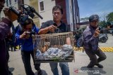 Petugas membawa seekor Lutung Jawa (Trachypithecus auratus) untuk dihadirkan saat gelar perkara tindak pidana kasus perdagangan satwa dilindungi di Polda Jabar, Bandung, Jawa Barat, Senin (28/10/2019). Polda Jabar bekerja sama dengan BKSDA berhasil menyelamatkan enam ekor lutung jawa, dua ekor surili (Presbytis), satu ekor owa jawa (Hylobates moloch), dan satu ekor monyet ekor panjang (Macaca fascicularis) dari tersangka berinisial 