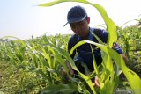 Petugas Dinas Pertanian dan Perkebunan memperlihatkan tanaman jagung yang terserang ulat grayak di area persawahan Desa Paron, Kediri, Jawa Timur, Selasa (29/10/2019). Pemerintah daerah setempat menyalurkan bantuan insektisida dari Kementerian Pertanian kepada sejumlah kelompok tani guna mengendalikan hama ulat grayak yang mewabah pada tanaman jagung. Antara Jatim/Prasetia Fauzani/zk.