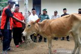 Bupati Aceh Barat Ramli MS (kedua kiri) menyerahkan ternak sapi Aceh secara simbolis kepada kelompok tani Aneuk Nanggroe di Desa Lubuk Pasi Ara, Kecamatan Woyla Barat, Aceh Barat, Aceh, Senin (28/10/2019). Pemerintah Kabupaten Aceh Barat melalui Dinas Perkebunan dan Peternakan menyalurkan bantuan hewan ternak berupa 20 ekor sapi, 10 ekor kerbau dan empat ribu ekor bibit ayam dan bebek kepada 22 kelompok tani dengan tujuan untuk meningkatkan produksi ternak dalam rangka mempercepat penganekaragaman pangan sekaligus untuk meningkatkan dan memperkuat perekonomian rakyat secara keseluruhan. Antara Aceh/Syifa Yulinnas.