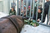 Kandang baru bagi badak di Suaka Rhino Sumatera