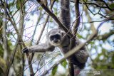 Seekor Owa Jawa (Hylobates moloch) berada di atas poho di Kawasan Hutan Lindung di Gunung Puntang, Pegunungan Malabar, Kabupaten Bandung, Jawa Barat, Rabu (30/10/2019). Sebanyak lima owa jawa dilepasliarkan pada 2019 oleh KLHK, yayasan owa jawa, dan Pertamina EP di Hutan Lindung Pegunungan Malabar sebagai langkah pelestarian owa jawa. ANTARA FOTO/Raisan Al Farisi/agr