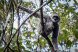 Seekor Owa Jawa (Hylobates moloch) berada di atas poho di Kawasan Hutan Lindung di Gunung Puntang, Pegunungan Malabar, Kabupaten Bandung, Jawa Barat, Rabu (30/10/2019). Sebanyak lima owa jawa dilepasliarkan pada 2019 oleh KLHK, yayasan owa jawa, dan Pertamina EP di Hutan Lindung Pegunungan Malabar sebagai langkah pelestarian owa jawa. ANTARA FOTO/Raisan Al Farisi/agr