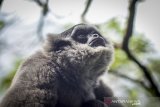 Seekor Owa Jawa (Hylobates moloch) berada di atas poho di Kawasan Hutan Lindung di Gunung Puntang, Pegunungan Malabar, Kabupaten Bandung, Jawa Barat, Rabu (30/10/2019). Sebanyak lima owa jawa dilepasliarkan pada 2019 oleh KLHK, yayasan owa jawa, dan Pertamina EP di Hutan Lindung Pegunungan Malabar sebagai langkah pelestarian owa jawa. ANTARA FOTO/Raisan Al Farisi/agr