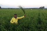 BUMDes bantu petani tingkatan produksi padi