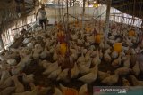 Peternak mengumpulkan ayam pejantan yang mati di Desa Banjardowo, Jombang, Jawa Timur, Kamis (31/10/2019). Musim kemarau panjang yang terjadi di Kabupaten Jombang mengakibatkan ratusan ekor ayam milik para peternak mati mendadak karena kepanasan sejak beberapa bulan terakhir, dalam sehari rata-rata 6 ekor ayam mati. Kondisi ini membuat peternak diperkirakan mengalami kerugian mencapai puluhan juta rupiah. Antara Jatim/Syaiful Arif/zk.