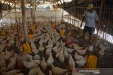 Peternak mengumpulkan ayam pejantan yang mati di Desa Banjardowo, Jombang, Jawa Timur, Kamis (31/10/2019). Musim kemarau panjang yang terjadi di Kabupaten Jombang mengakibatkan ratusan ekor ayam milik para peternak mati mendadak karena kepanasan sejak beberapa bulan terakhir, dalam sehari rata-rata 6 ekor ayam mati. Kondisi ini membuat peternak diperkirakan mengalami kerugian mencapai puluhan juta rupiah. Antara Jatim/Syaiful Arif/zk.