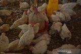 Ayam pejantan di kandang Desa Banjardowo, Jombang, Jawa Timur, Kamis (31/10/2019). Musim kemarau panjang yang terjadi di Kabupaten Jombang mengakibatkan ratusan ekor ayam milik para peternak mati mendadak karena kepanasan sejak beberapa bulan terakhir, dalam sehari rata-rata 6 ekor ayam mati. Kondisi ini membuat peternak diperkirakan mengalami kerugian mencapai puluhan juta rupiah. Antara Jatim/Syaiful Arif/zk.