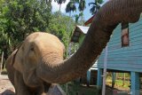 Gajah liar porak poranda rumah dan tanaman warga Bener Meriah