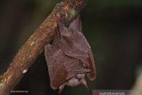 Spesies kelelawar lidah panjang ditemukan  di pohon rambai