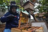 Dede Yanti (41), memanen hasil budidaya Lebah Madu dari dalam sarang di pelataran belakang rumahnya di Kawalu, Kota Tasikmalaya, Jawa Barat, Senin (4/11/2019). Menurutnya, permintaan madu dalam setiap bulannya mencapai delapan kuintal, sedangkan para pembudidaya hanya mampu memenuhi lima kuintal per bulan lantaran alih fungsi lahan dan berkurangnya lahan hijau. ANTARA JABAR/Adeng Bustomi/agr