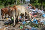 Sejumlah ternak sapi mengkonsumsi sampah limbah organik rumah tangga dalam kantong plastik yang ditumpuk di ruas jalan desa Bayu, Kecamatan Darul Imarah, Kabupaten Aceh Besar, Aceh, Senin (4/11/2019). Menurut hasil penelitian, sapi pemakan sampah kemungkinan dagingnya terkontaminasi penyakit logam berat hingga berbahaya dan jika dikonsumsi manusia menyebabkan gangguan pencernaan dan jangka panjang mengakibatkan kanker, penuaan dini, dan penurunandaya tahan tubuh. Antara Aceh/Ampelsa.