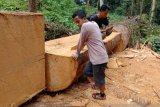 Polhut temukan kayu olahan bernilai ratusan juta rupiah di Hutan Lindung Gunung Talamau